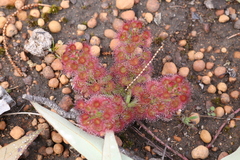 Drosera stolonifera