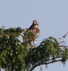 Buteo lineatus