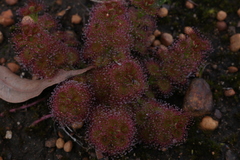 Drosera stolonifera
