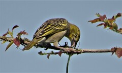 Ploceus cucullatus spilonotus