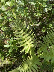 Oreopteris quelpartensis