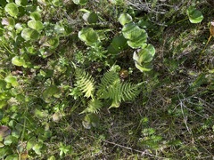 Oreopteris quelpartensis