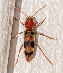 Xylotrechus colonus