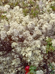 Cladonia stellaris