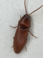 Anchastus rufus