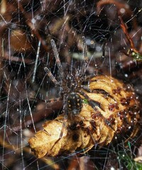 Nanocambridgea gracilipes