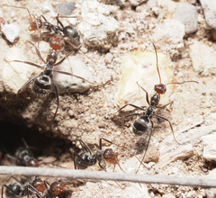 Myrmecocystus melliger