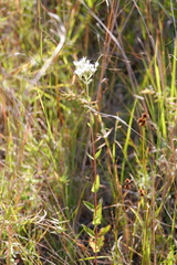 Eupatorium pilosum