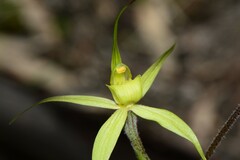 Caladenia xanthochila