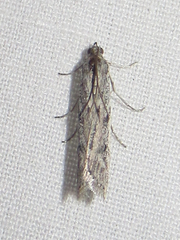 Phycitodes mucidella