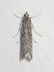 Phycitodes mucidella