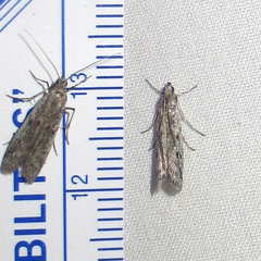 Phycitodes mucidella