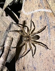 Heteropoda
