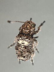 Toxonotus cornutus