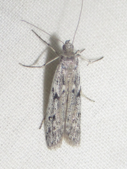 Phycitodes mucidella
