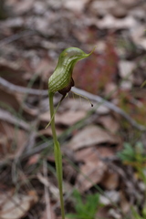Pterostylis barbata