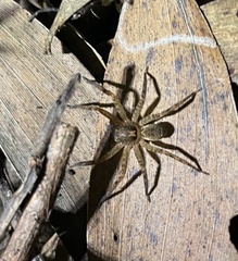 Heteropoda