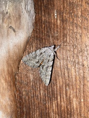 Catocala habilis