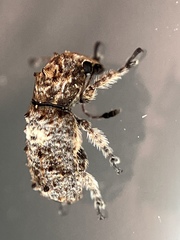 Toxonotus cornutus