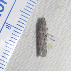 Phycitodes mucidella