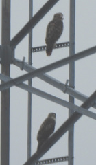 Buteo jamaicensis