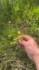 Cotula coronopifolia