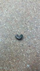 Spodoptera frugiperda