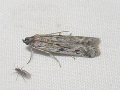 Phycitodes mucidella