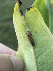 Paraulacizes irrorata