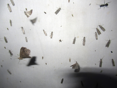 Phycitodes mucidella