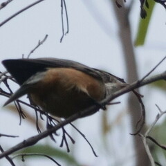 Pachycephala rufiventris