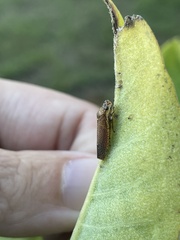 Paraulacizes irrorata