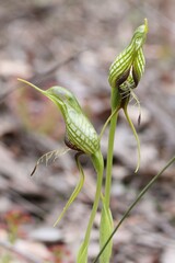 Pterostylis barbata