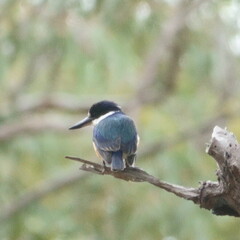 Todiramphus macleayii