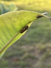 Paraulacizes irrorata