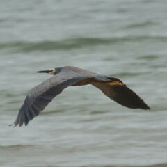 Egretta novaehollandiae