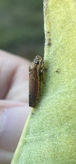 Paraulacizes irrorata