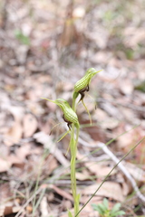 Pterostylis barbata