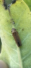 Paraulacizes irrorata