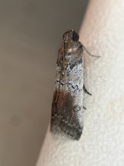 Chararica hystriculella