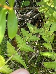 Oreopteris quelpartensis