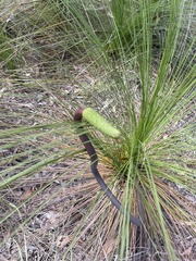 Xanthorrhoea johnsonii