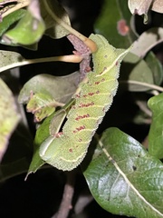 Paonias excaecata