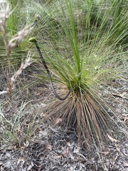 Xanthorrhoea johnsonii