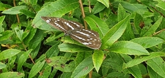 Neptis