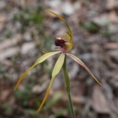 Caladenia longiclavata