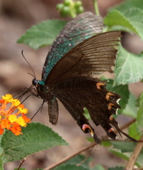 Papilio bianor