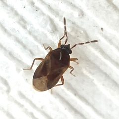 Antillocoris minutus