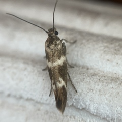 Scythris trivinctella
