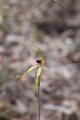 Caladenia longiclavata